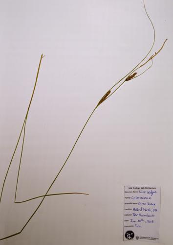 Wire Sedge specimen