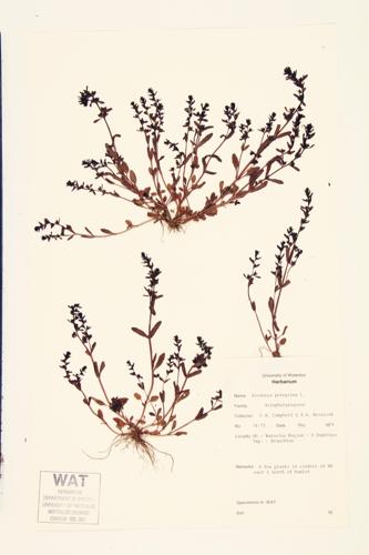 Neckweed; Purslane Speedwell specimen