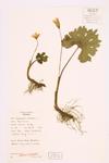 Bloodroot; Puccoon-root specimen