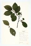 Speckled Alder; Speckled Alder specimen