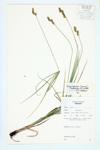 Shorter Sedge; Plains Oval Sedge; Shortbeak Sedge specimen