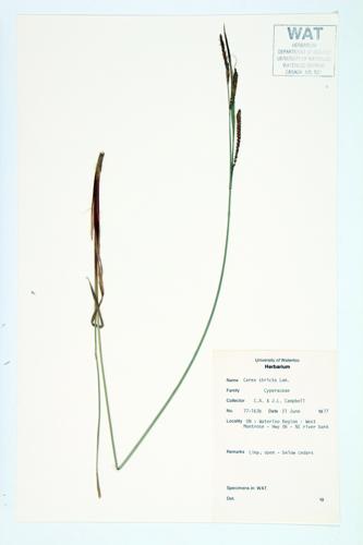 Stiff Sedge; Tussock Sedge; Upright Sedge specimen