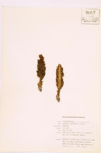 Squawroot; Cancer-root specimen