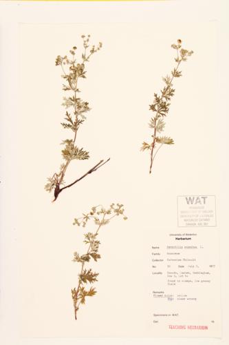 Silver Cinquefoil; Hoary Cinquefoil specimen