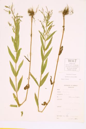 Purple-leaved Willow-herb specimen