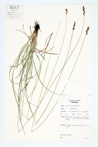 Prickly Sedge specimen