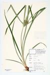 Yellow Umbrella Sedge; Yellow Nut-grass; Yellow Nutsedge specimen