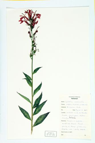 Cardinal-flower specimen