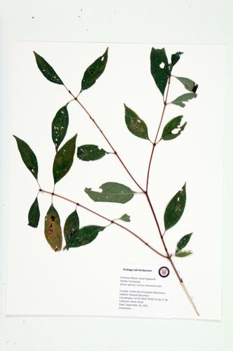 Northern Swamp-dogwood; Red Panicled Dogwood specimen