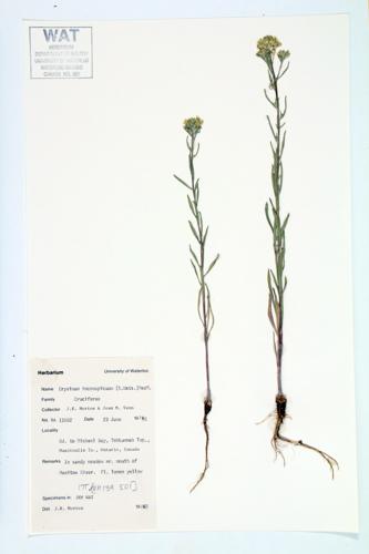 Shy Wallflower; Small-flowered Prairie-rocket  specimen