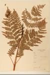 Common Bracken; Easter Bracken-fern specimen