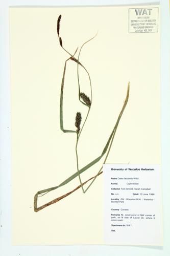 Common Lake Sedge; Lake-bank Sedge specimen