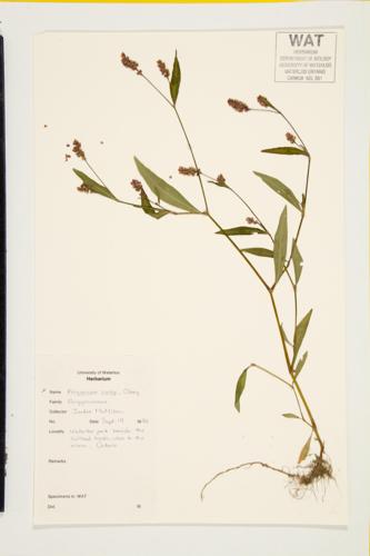 Carey's Smartweed specimen