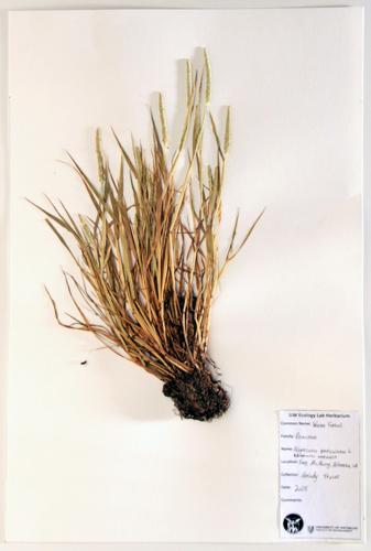 Water Foxtail specimen