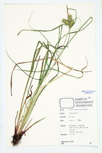 Deflexed Bottle-bruch Sedge; Retrorse Sedge; Knotsheath Sedge specimen