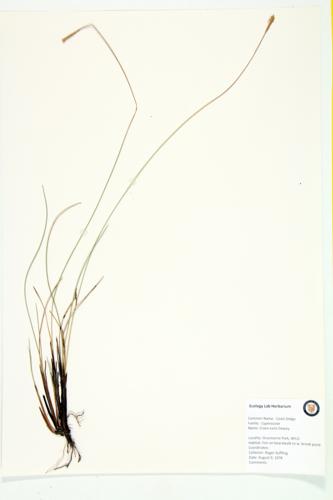 Coast Sedge; Coastal Sedge specimen