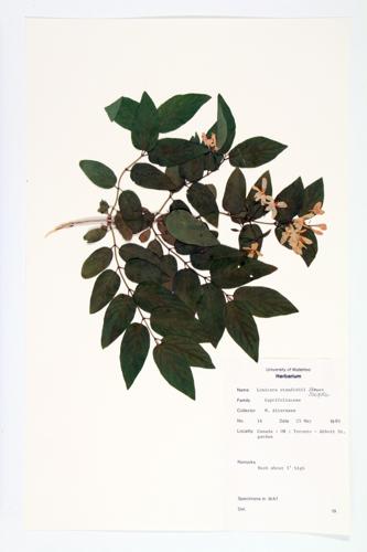 Standish's Honeysuckle specimen