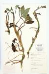 Three-leaved Buckbean; Common Bogbean specimen