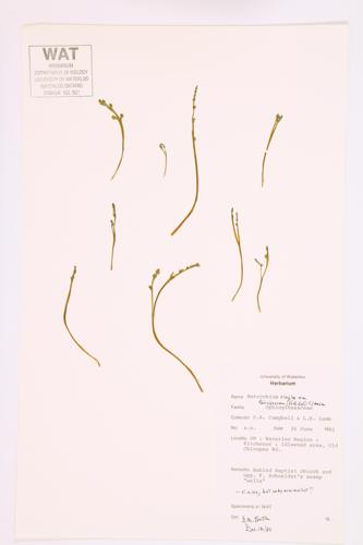 Swamp Moonwort; Little Grapefern specimen