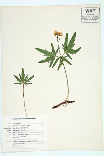 Five-parted Toothwort; Cut-leaved Toothwort specimen