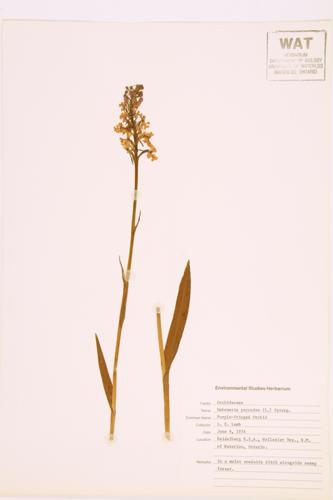 Smaller Purple-fringed Orchid specimen