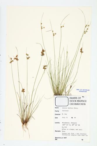 Dudley's Rush specimen