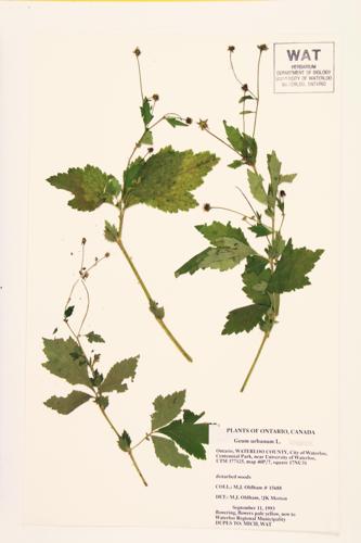 Cloveroot; Wood Avens; Herb Bennet specimen