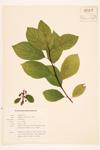 Alder-leaved Buckthorn; Dwarf Alder  specimen