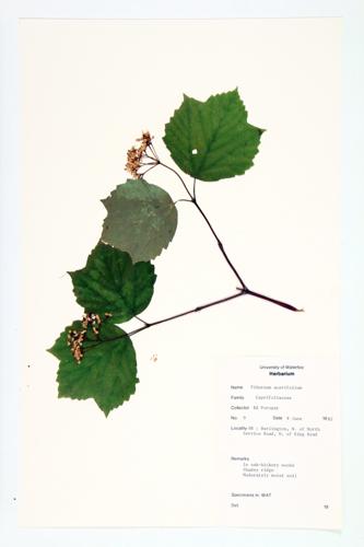 Maple-leaved Viburnum; Dockmackie specimen