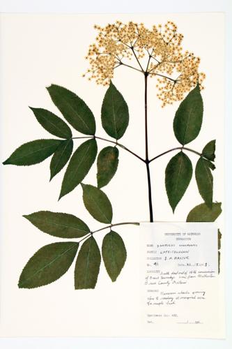 Common Elderberry; Canada Elderberry specimen