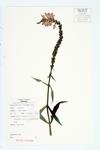 Obedient Plant; Virginia False Dragonhead  specimen