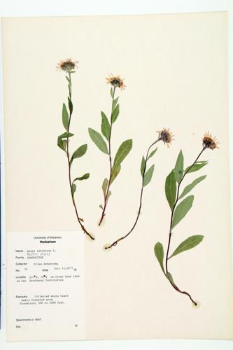 Arctic Aster specimen