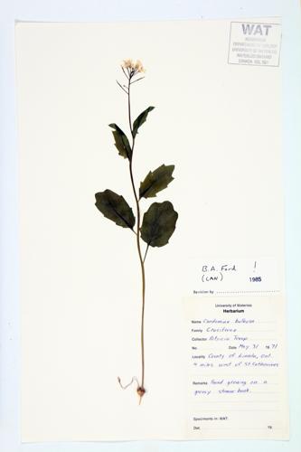 Bulbous Cress specimen