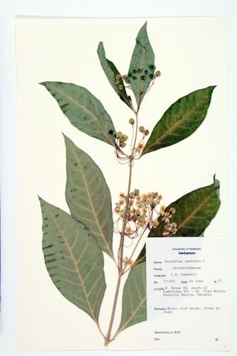 Poke Milkweed; Tall Milkweed specimen