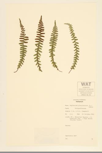 Ebony Spleenwort specimen