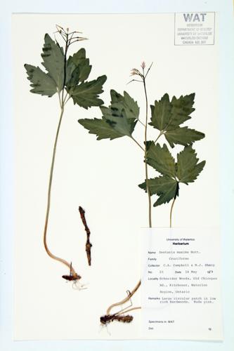 Wood Hybrid Cress specimen