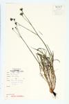 Fall Dandelion; Fall Hawkbit specimen