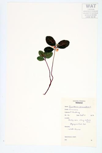 Teaberry; WIntergreen; Checkerberry specimen