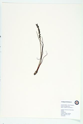 Sea Arrow-grass; Spike-grass specimen