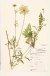 Queen Anne's Lace; Wild Carrot specimen