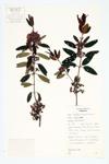 Sheep Laurel; Lambkill specimen