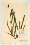 Foxtail Club Moss specimen