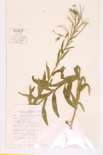 Willow-herb specimen