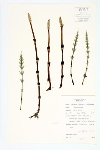 Common Horsetail; Field Horsetail specimen