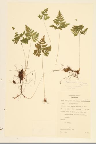 Limestone Oak Fern; Scented Oak Fern specimen