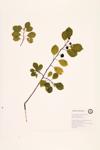 Glossy Buckthorn specimen