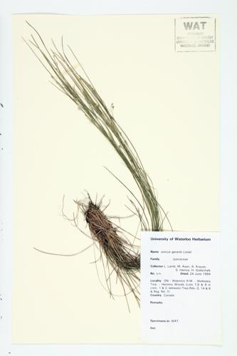 Black-grass Loisel specimen