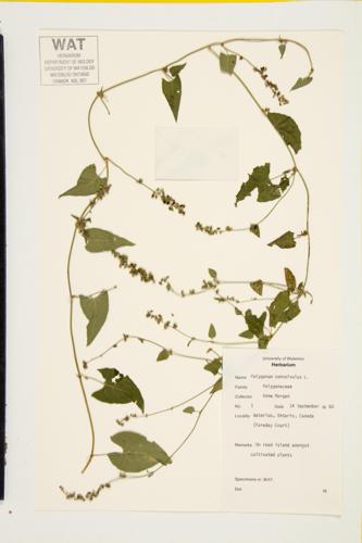 Black Bindweed; Wild Buckwheat specimen