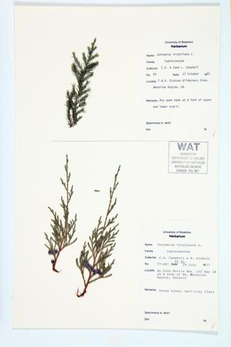 Eastern Red Cedar; Red Cedar specimen