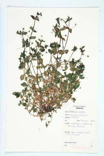 chickweed specimen